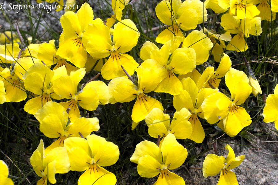 Viola calcarata subs. cavillieri